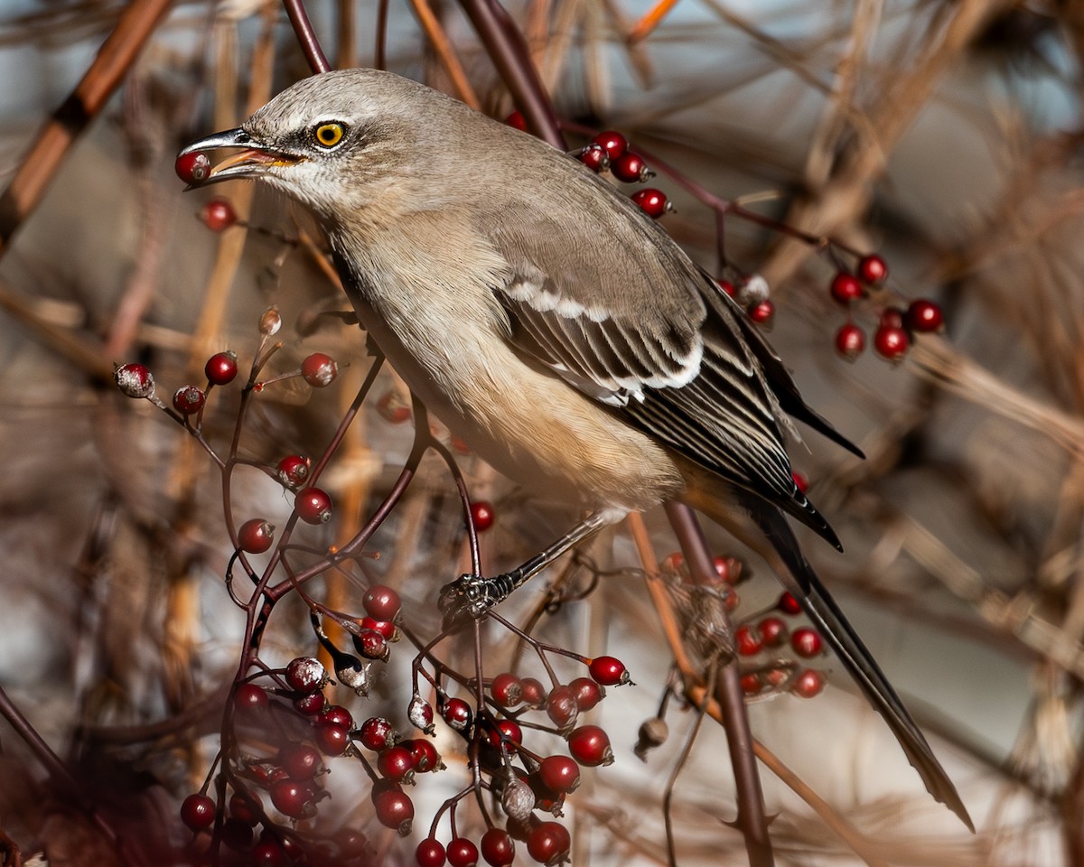 Northern Mockingbird - ML627547074