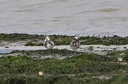 Сянби элсэг - ML627547090