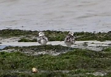 Сянби элсэг - ML627547091