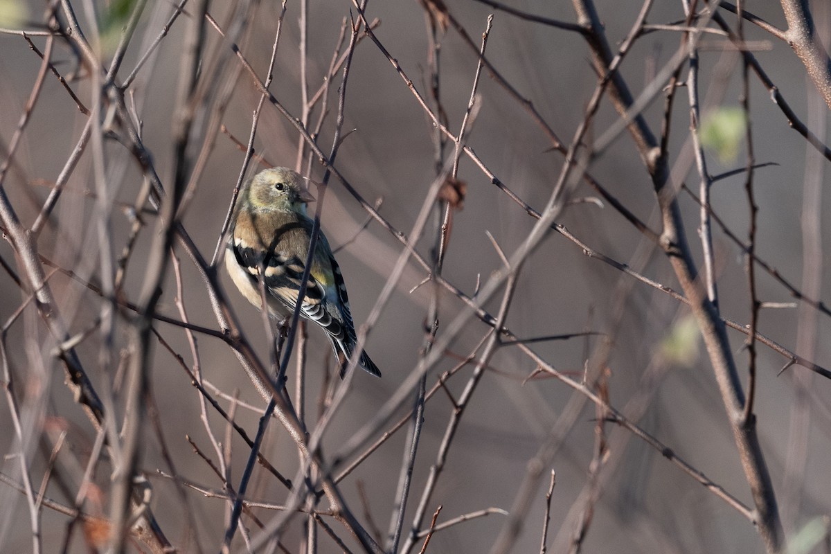 American Goldfinch - ML627547092