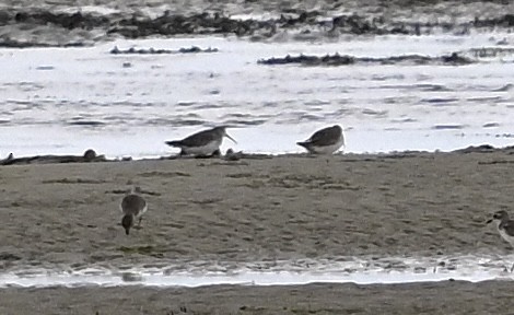 Curlew Sandpiper - ML627547101