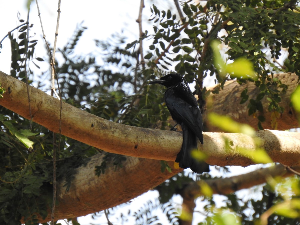 Hair-crested Drongo - ML627547138