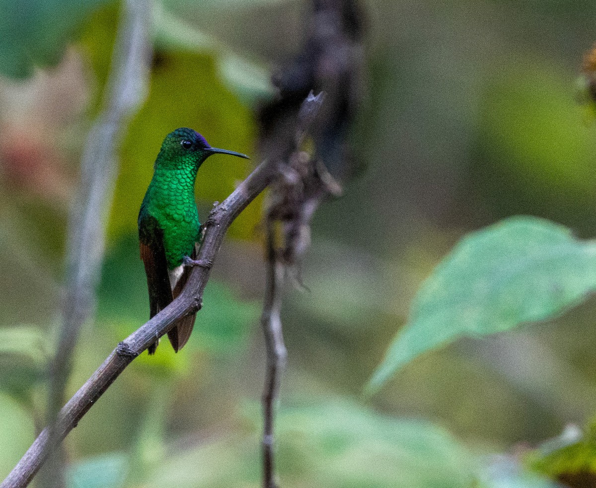 blåkronekolibri - ML627547140