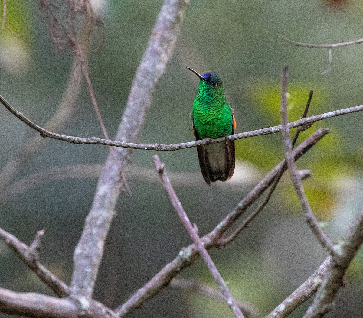 blåkronekolibri - ML627547148