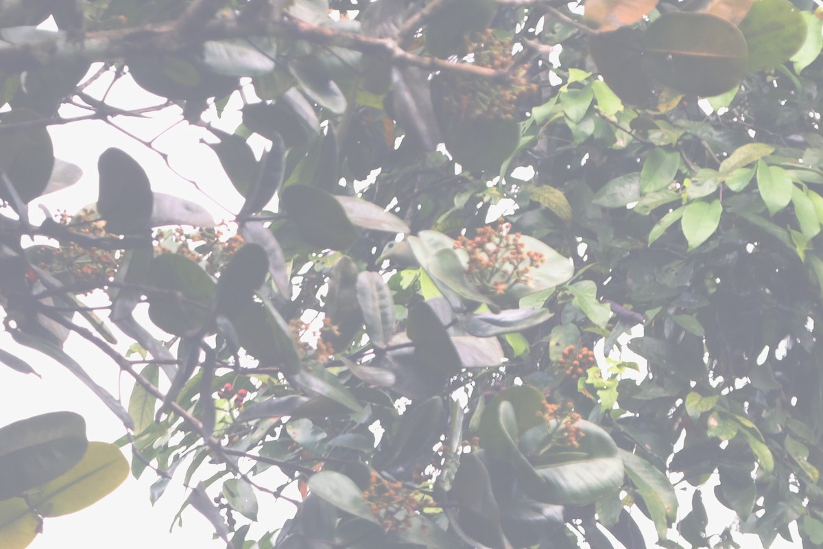 Scarlet-breasted Fruit-Dove - ML627547152