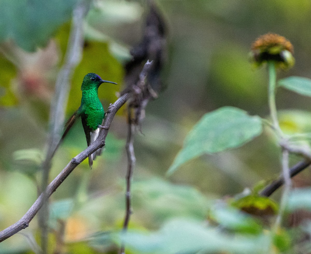 blåkronekolibri - ML627547157