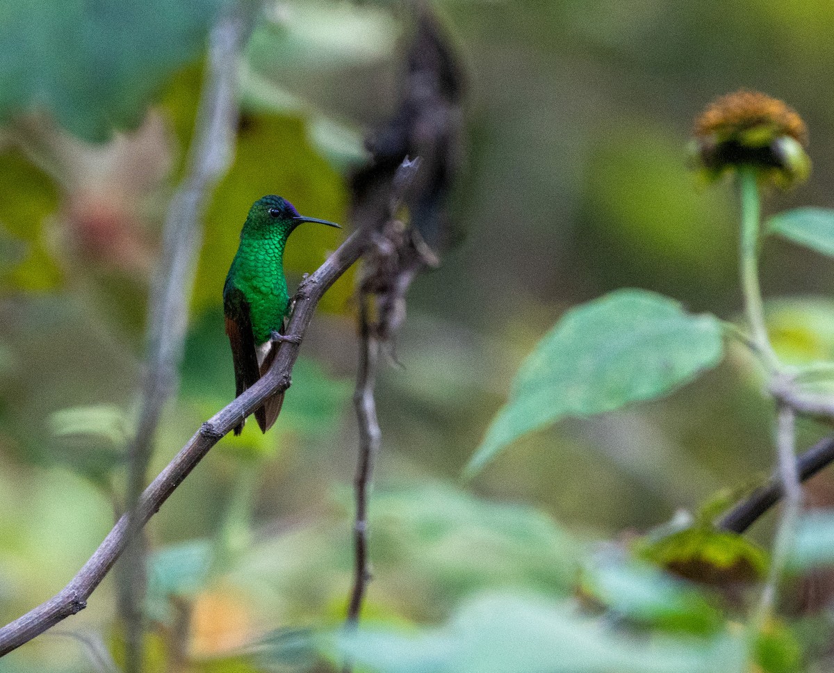 blåkronekolibri - ML627547164