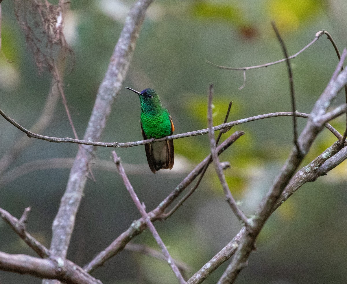 blåkronekolibri - ML627547170