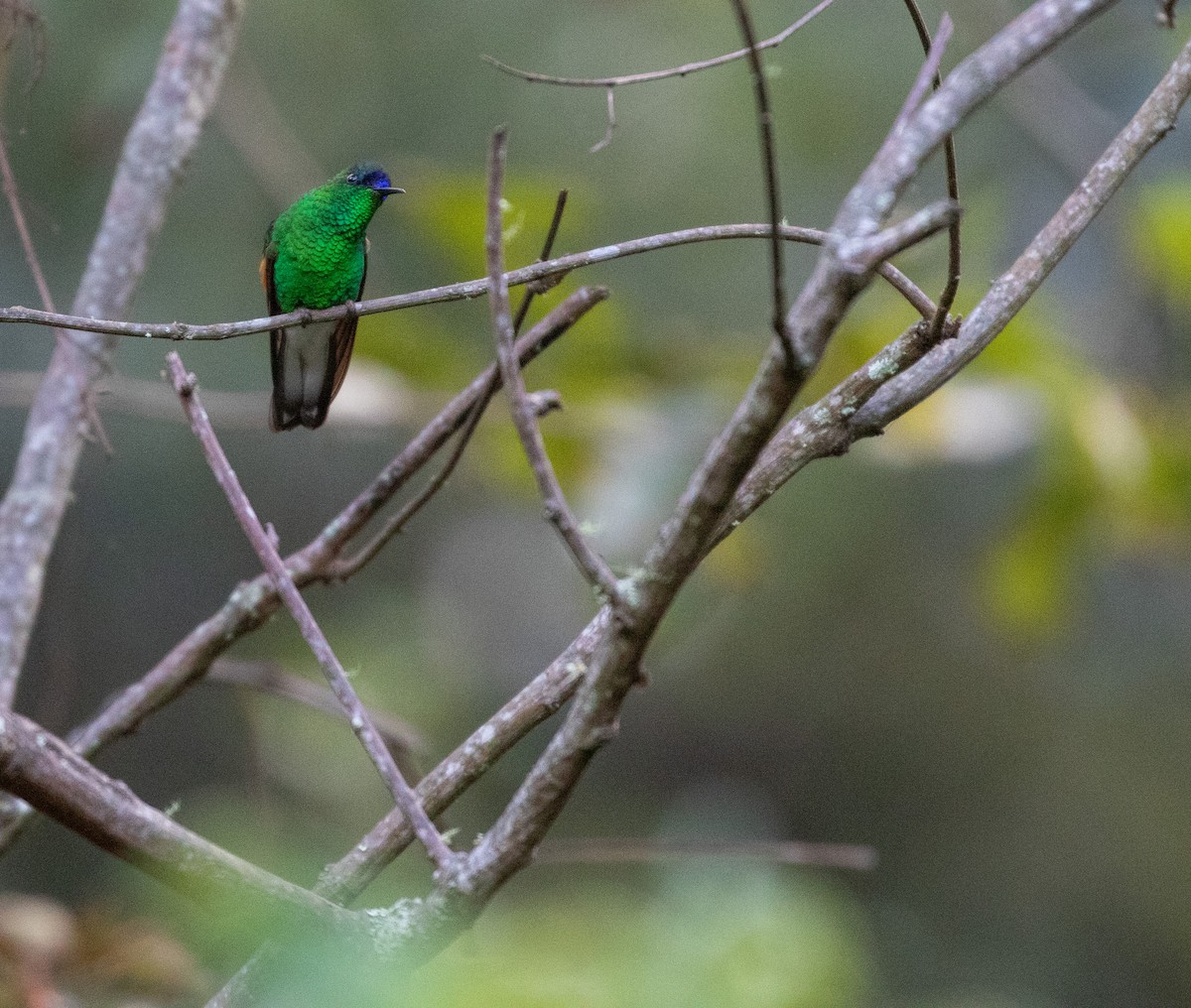 blåkronekolibri - ML627547177