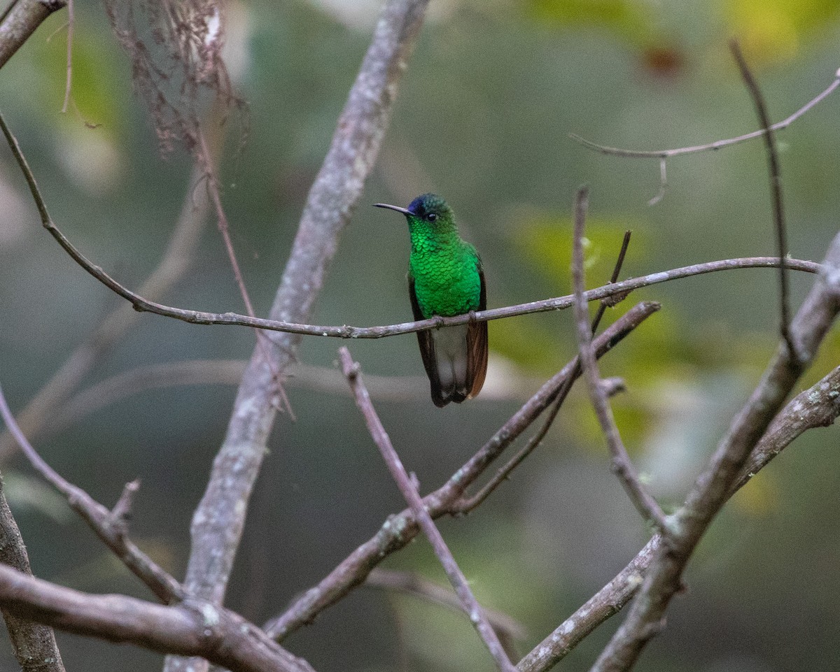 blåkronekolibri - ML627547178