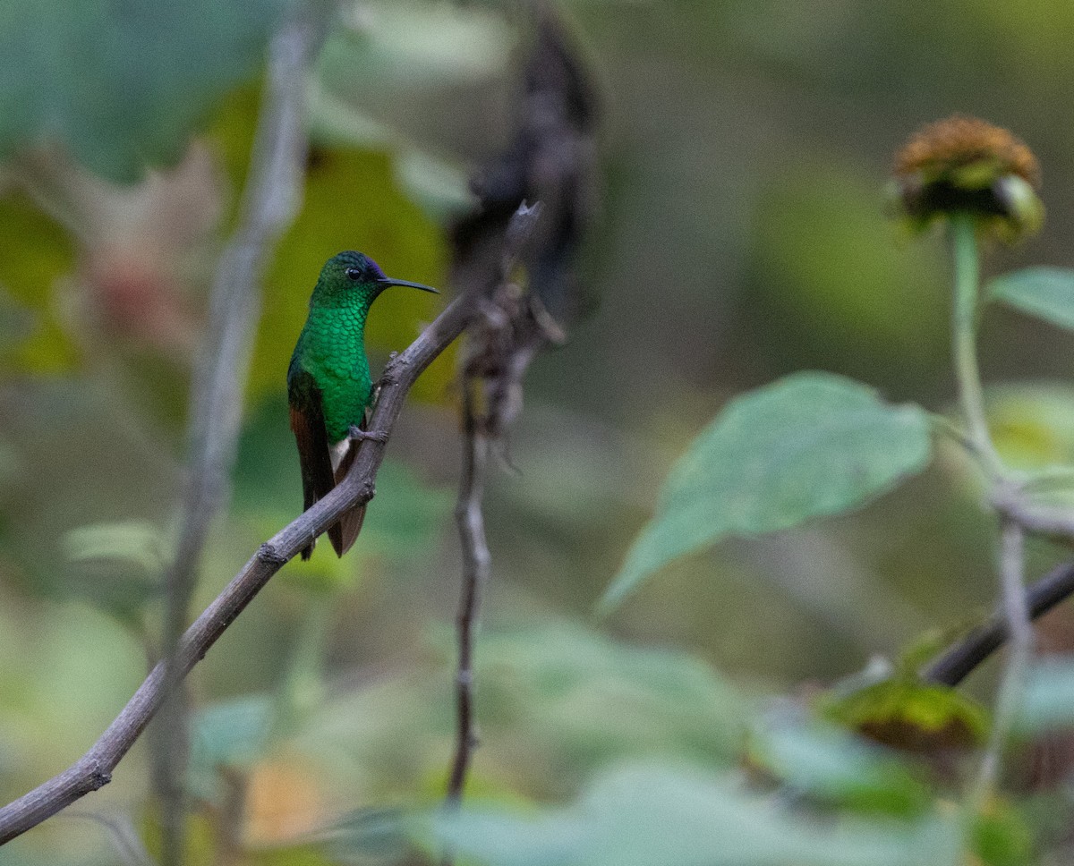 blåkronekolibri - ML627547180