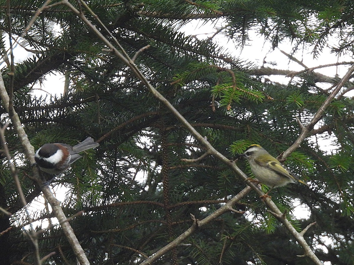 Golden-crowned Kinglet - ML627547207