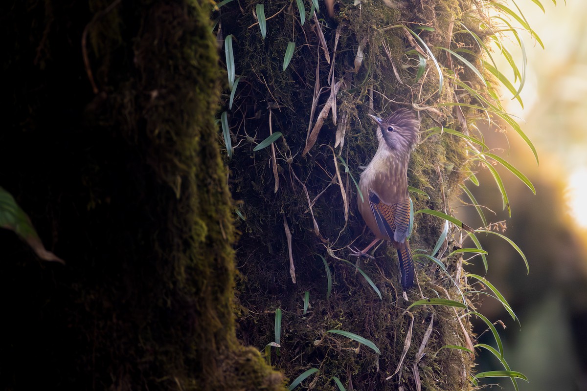 Rusty-fronted Barwing - ML627547281