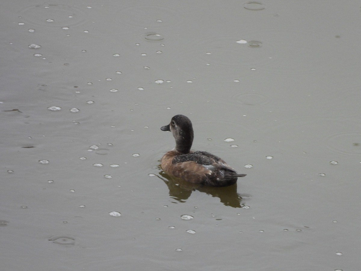 Ring-necked Duck - ML627547334