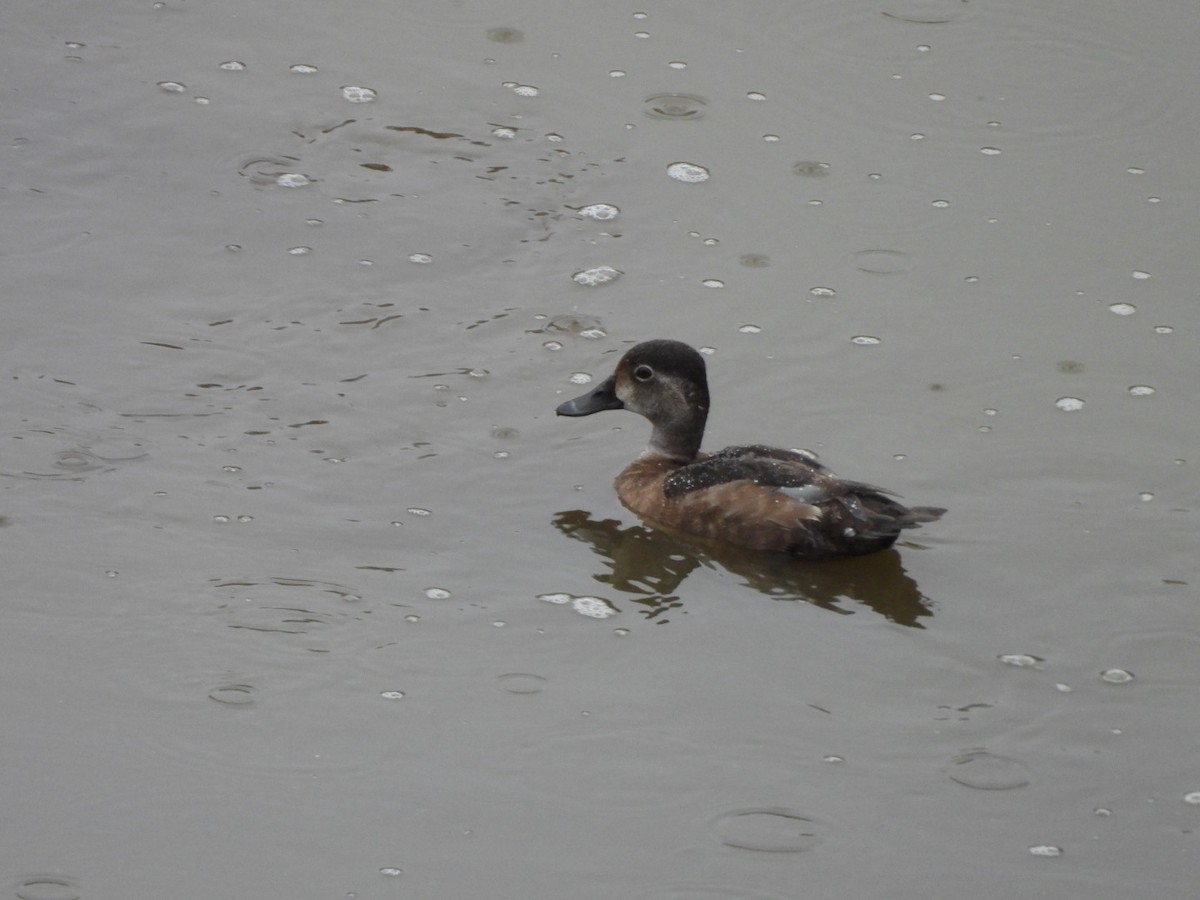 Ring-necked Duck - ML627547335