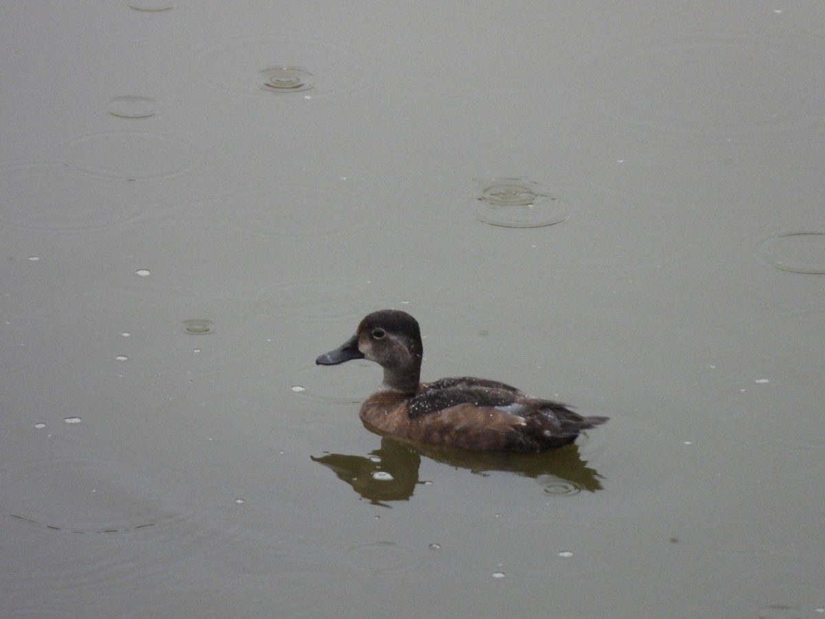 Ring-necked Duck - ML627547336