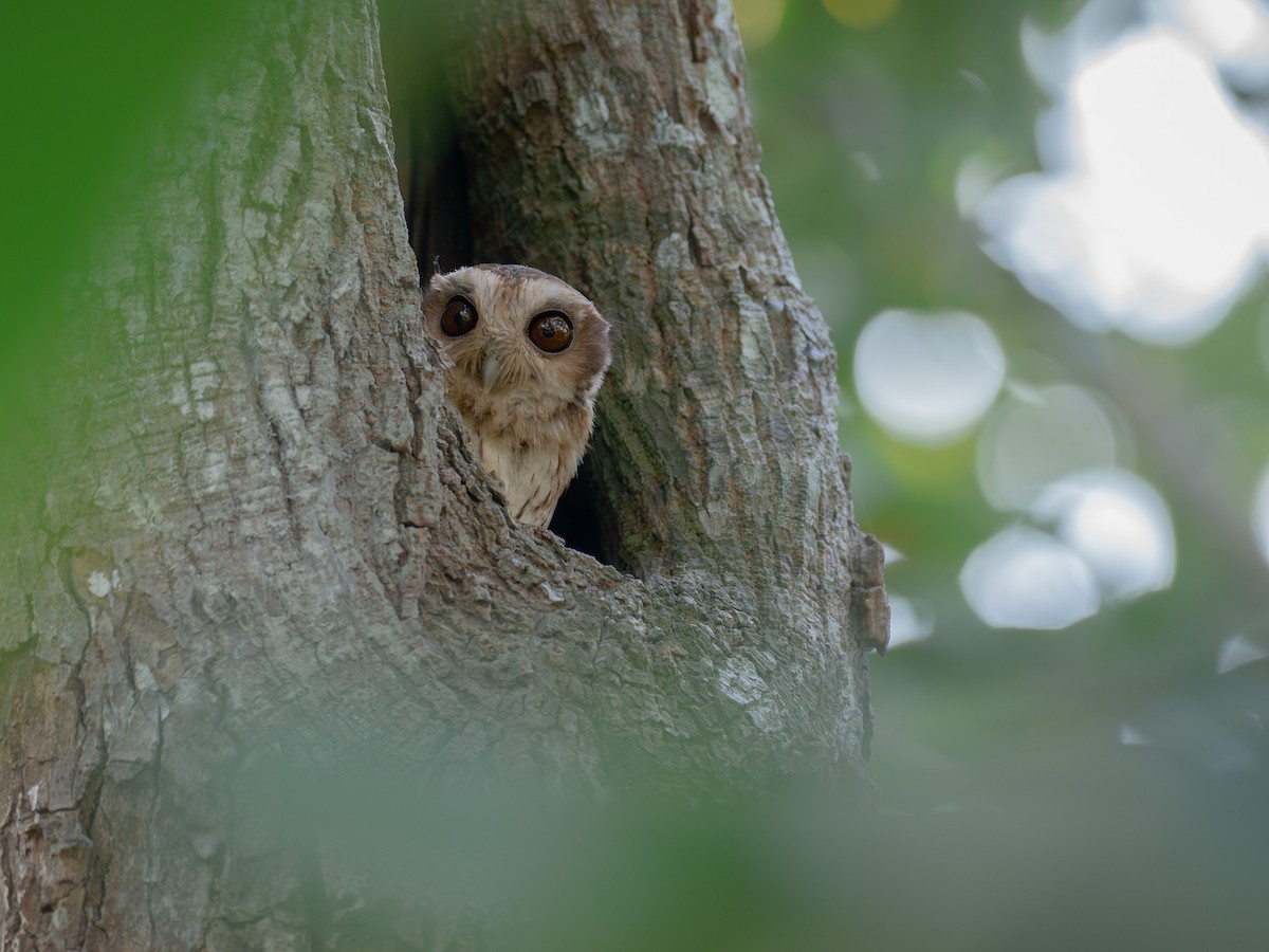 Bare-legged Owl - ML627547392