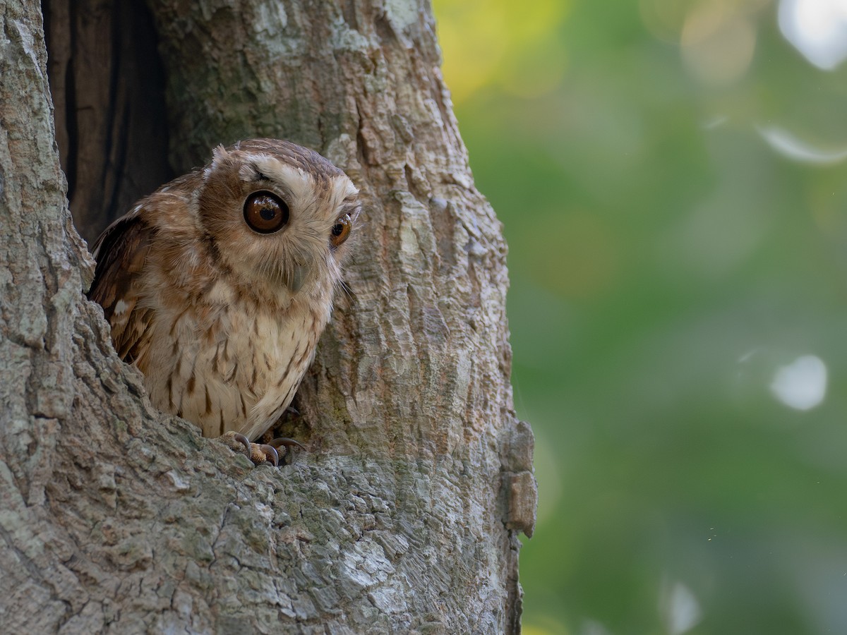 Bare-legged Owl - ML627547393