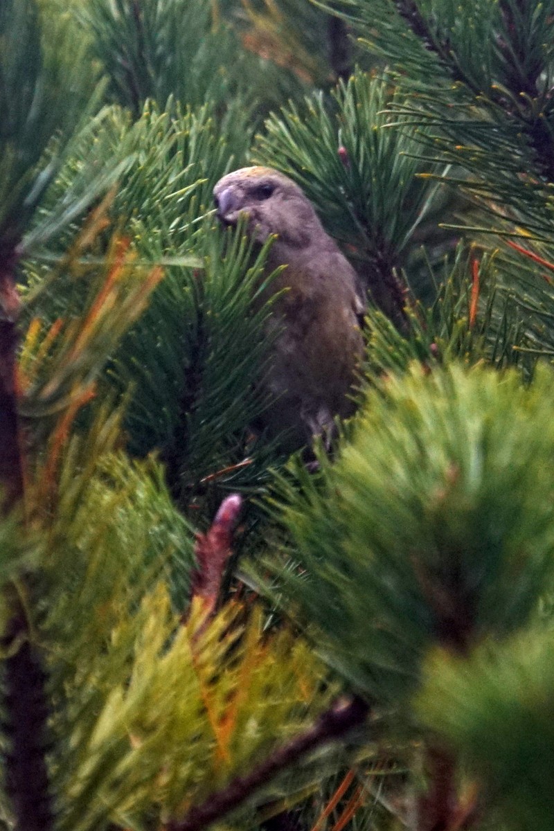 Parrot Crossbill - ML627547436