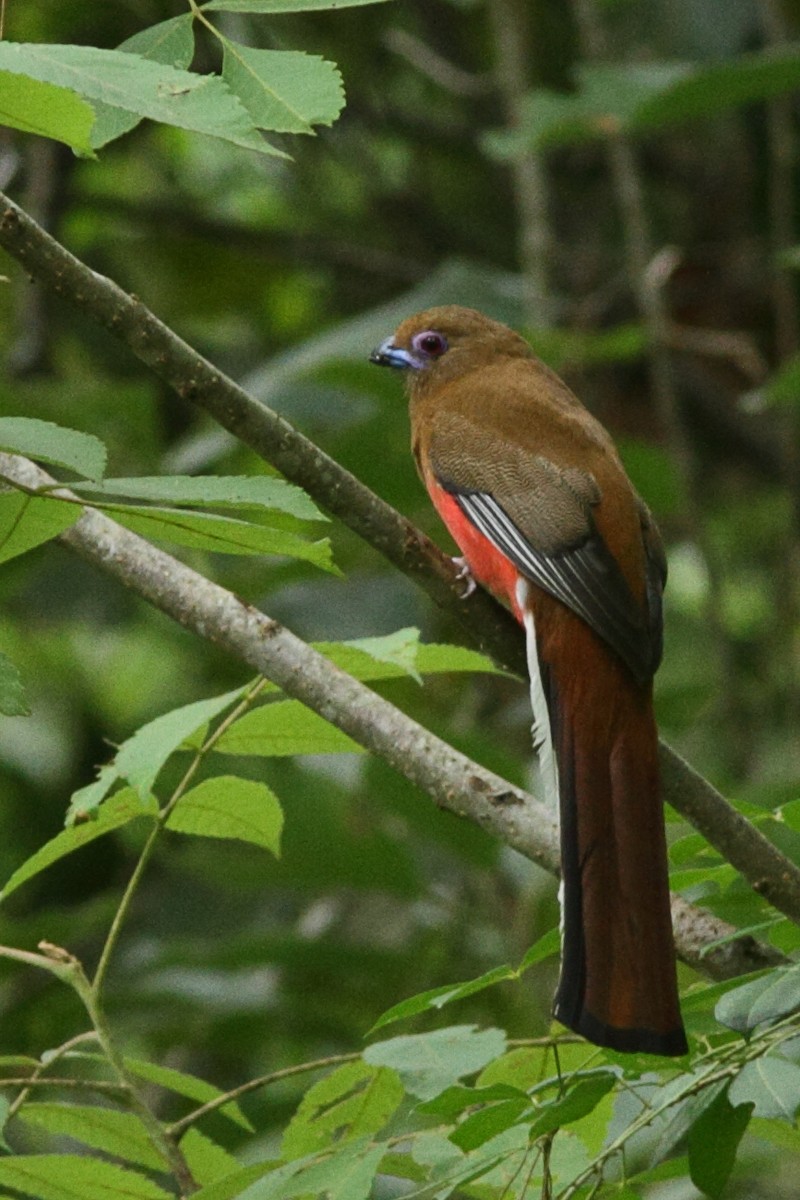 Rotkopftrogon - ML627547454