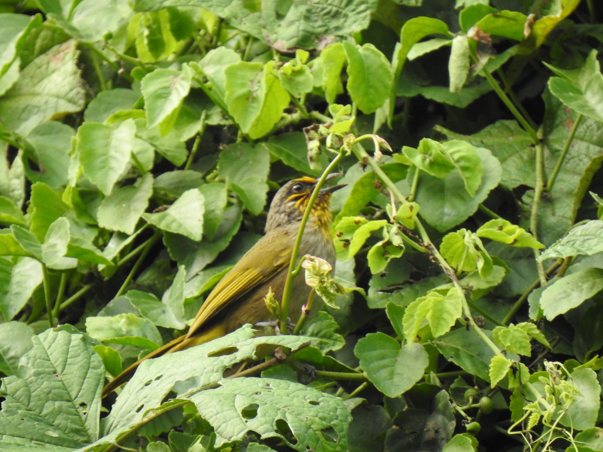 Stripe-throated Bulbul - ML627547493