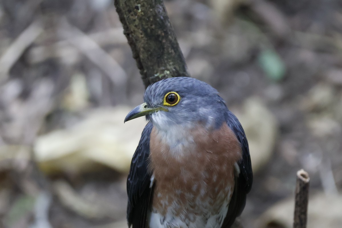 Philippine Hawk-Cuckoo - ML627547497