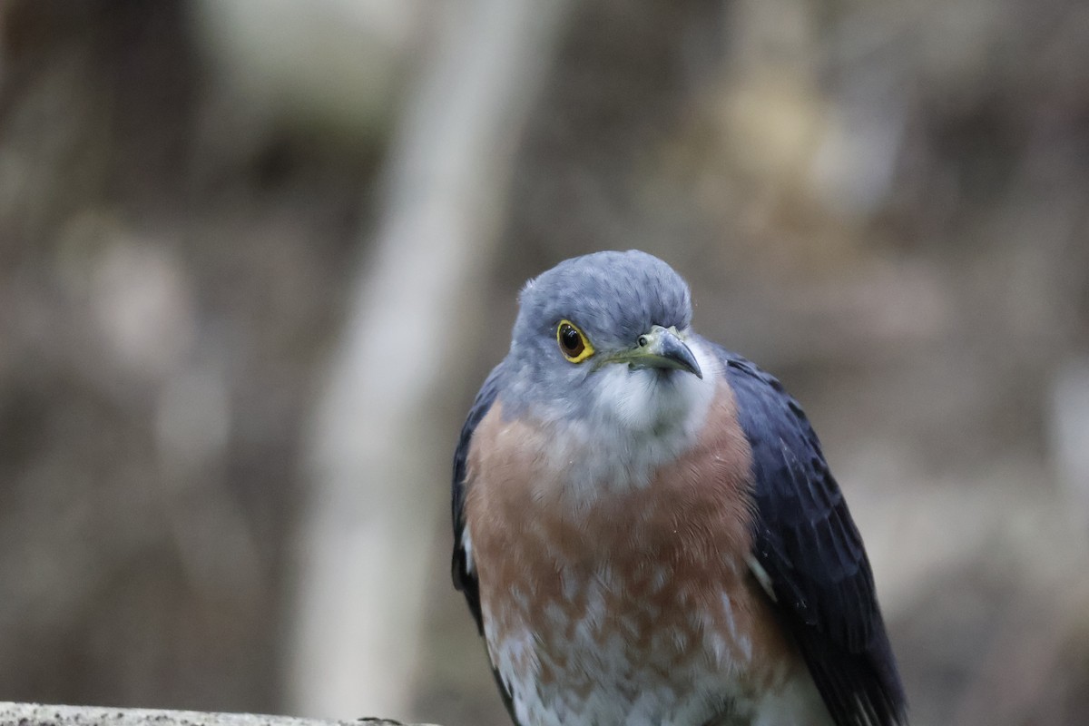 Philippine Hawk-Cuckoo - ML627547499