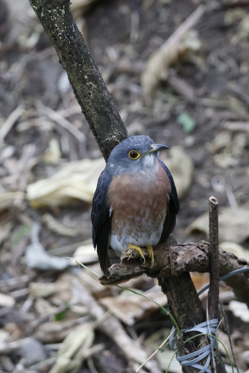 Philippine Hawk-Cuckoo - ML627547500
