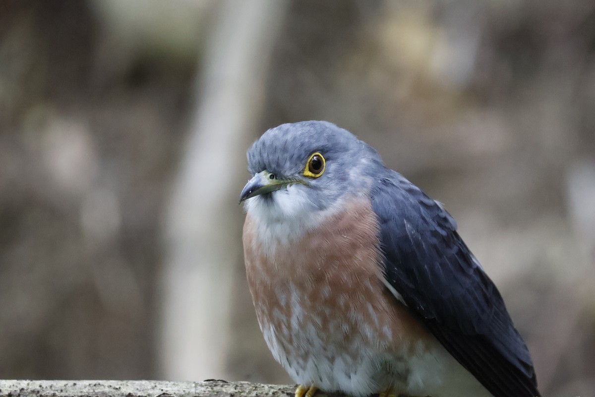 Philippine Hawk-Cuckoo - ML627547501