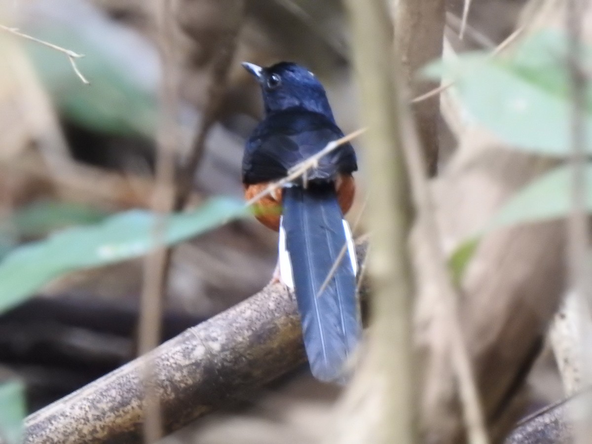 White-rumped Shama - ML627547521