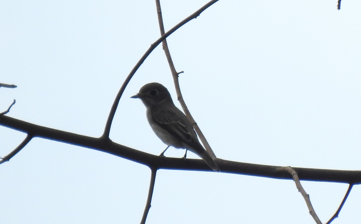 Asian Brown Flycatcher - ML627547566