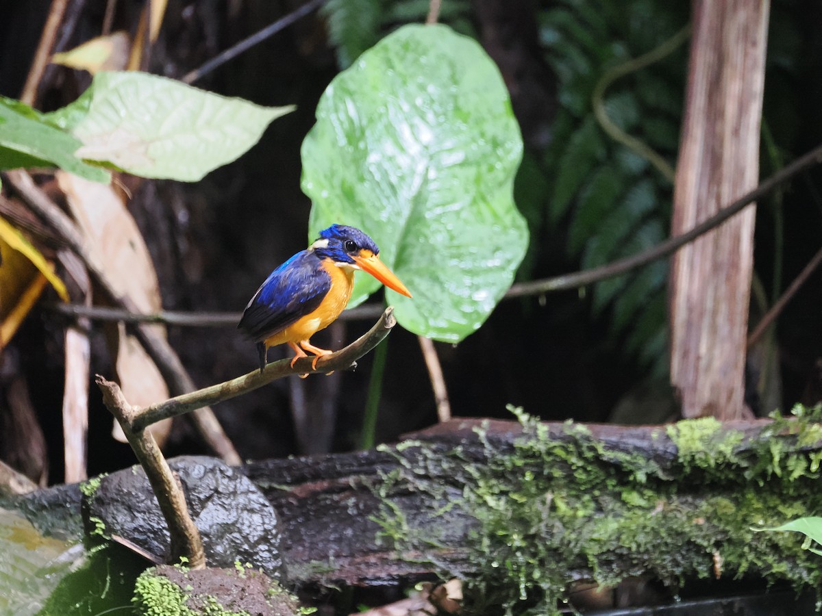 Moluccan Dwarf-Kingfisher - ML627547572