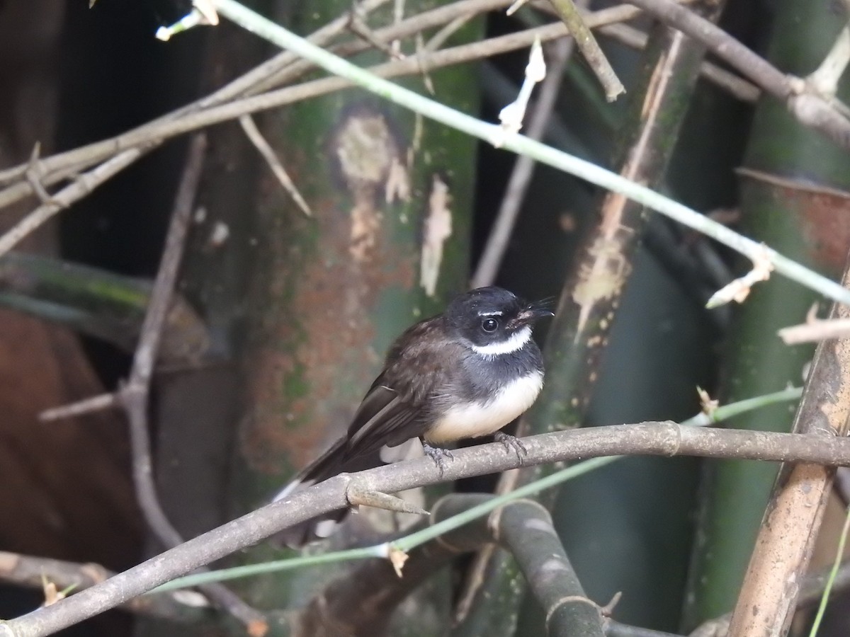 Malaysian Pied-Fantail - ML627547586