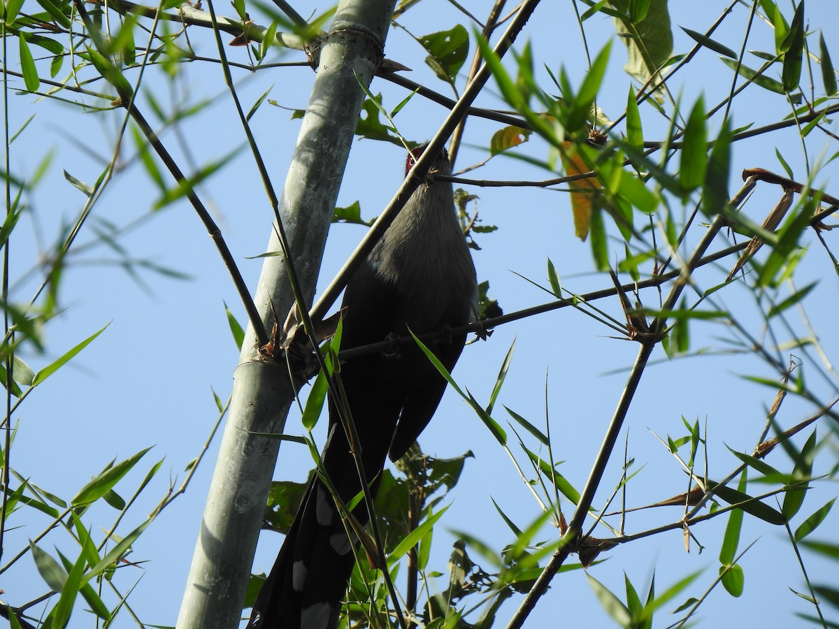 Green-billed Malkoha - ML627547616