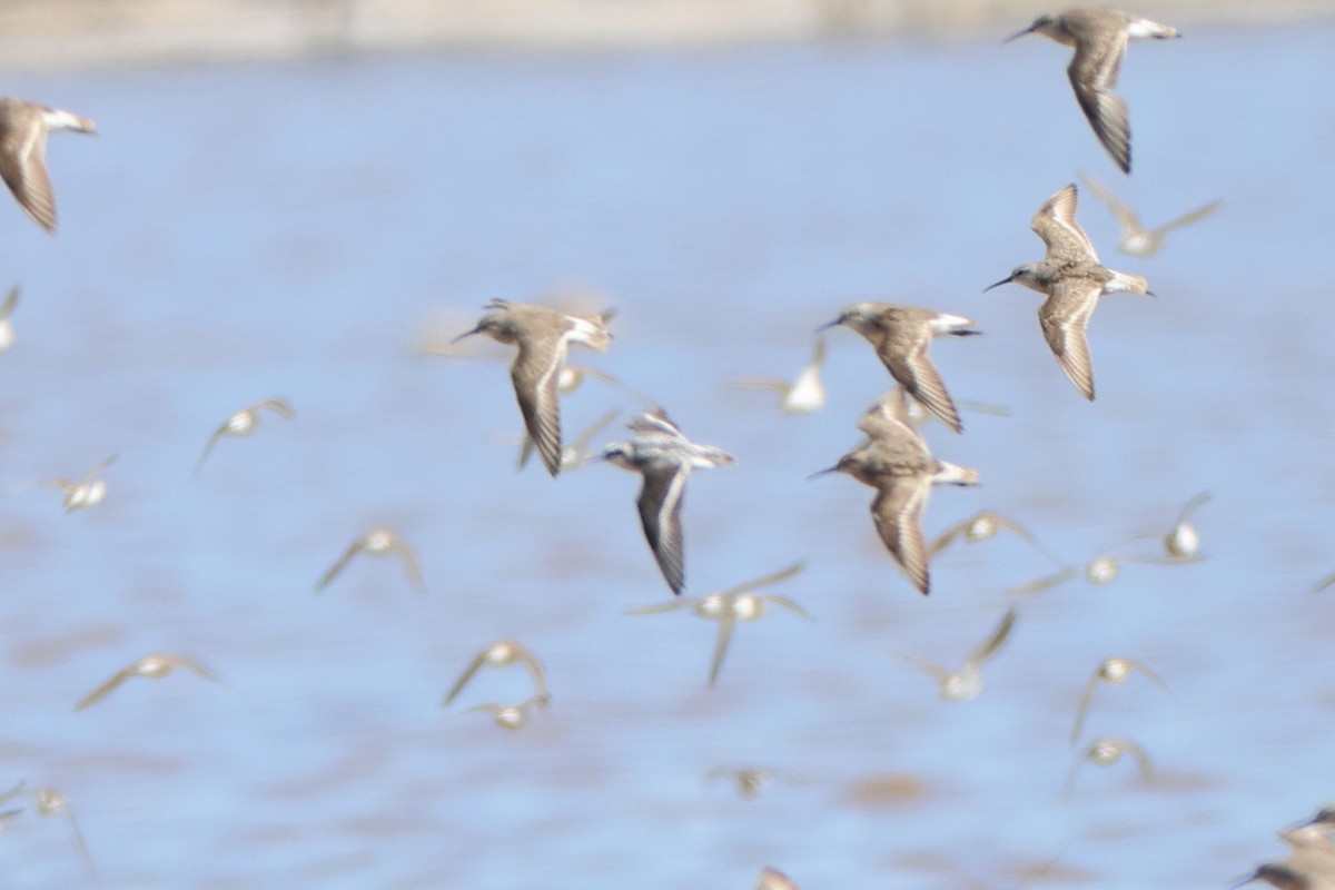 Red-necked Phalarope - ML627547632