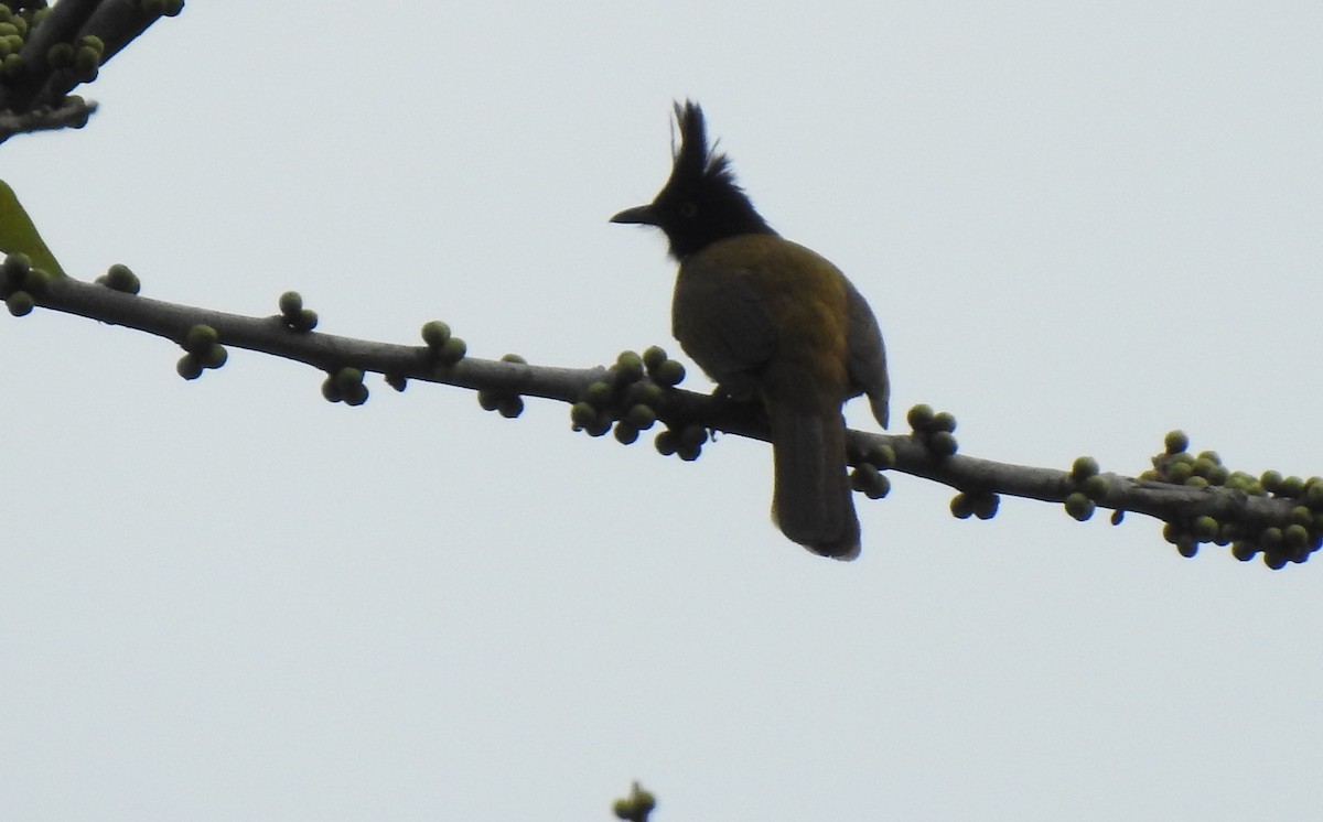 Black-crested Bulbul - ML627547679