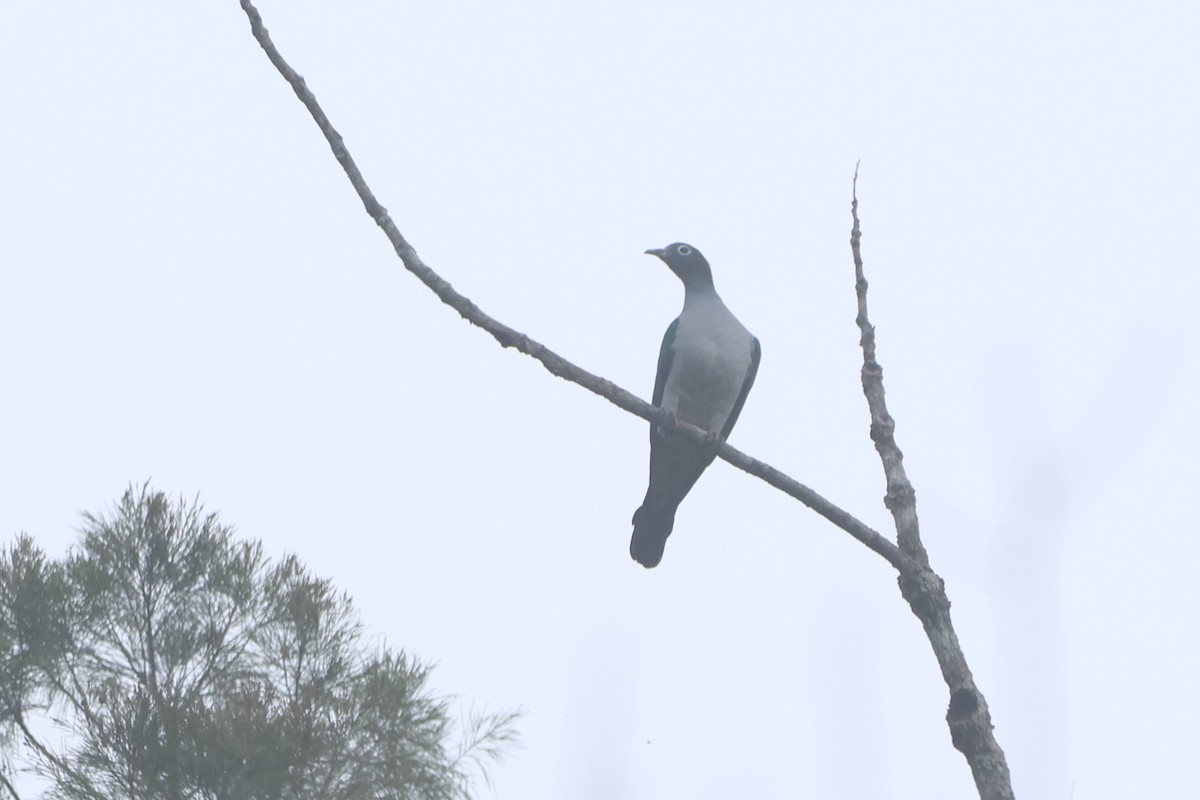 Spectacled Imperial-Pigeon - ML627547697