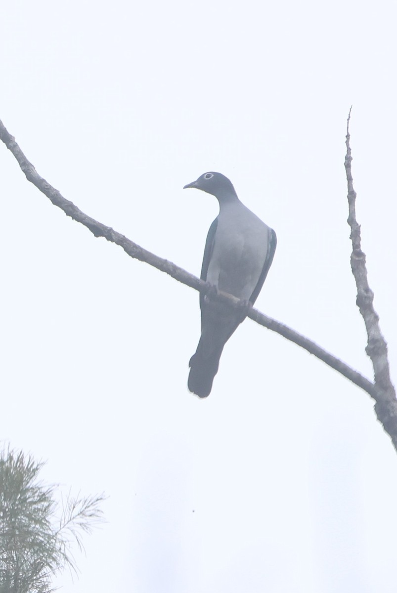 Spectacled Imperial-Pigeon - ML627547698