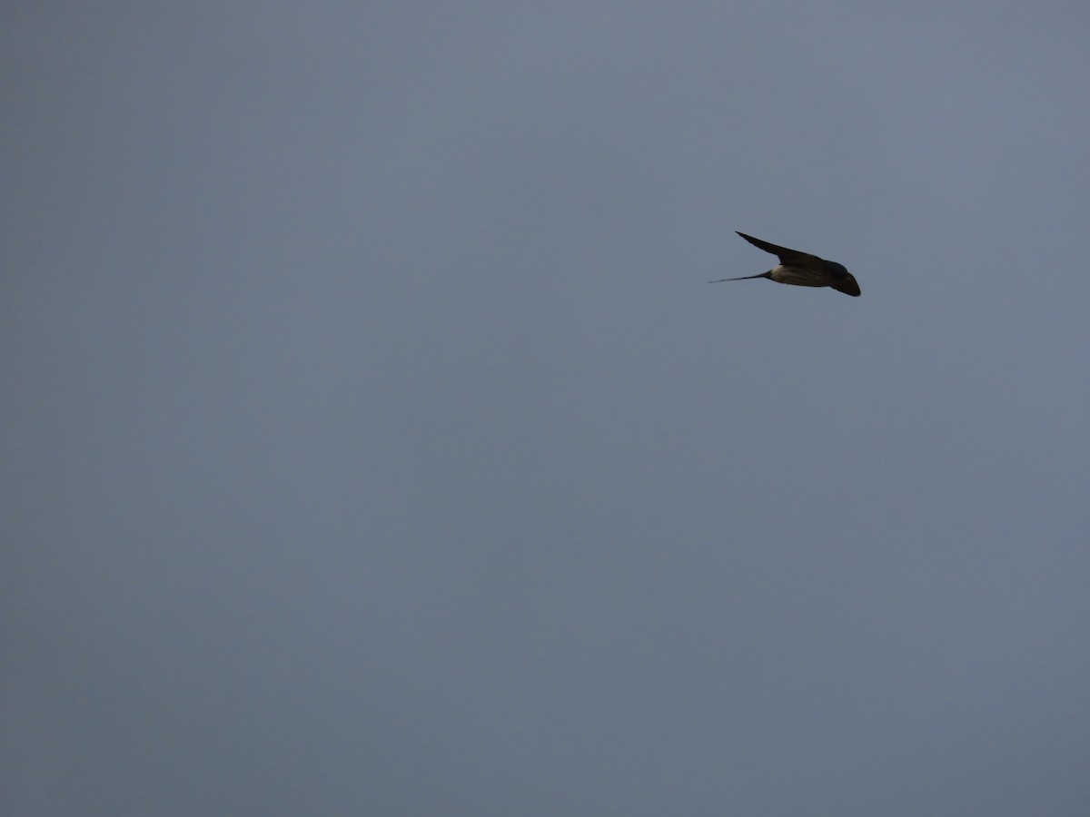 Eastern Red-rumped Swallow (Striated) - ML627547700