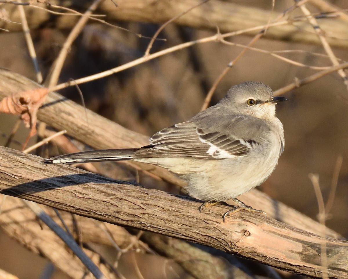 Northern Mockingbird - ML627547701