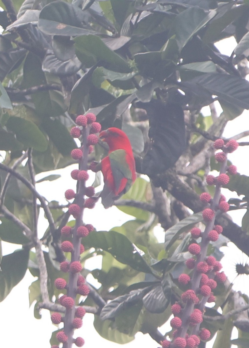 Chattering Lory - ML627547889