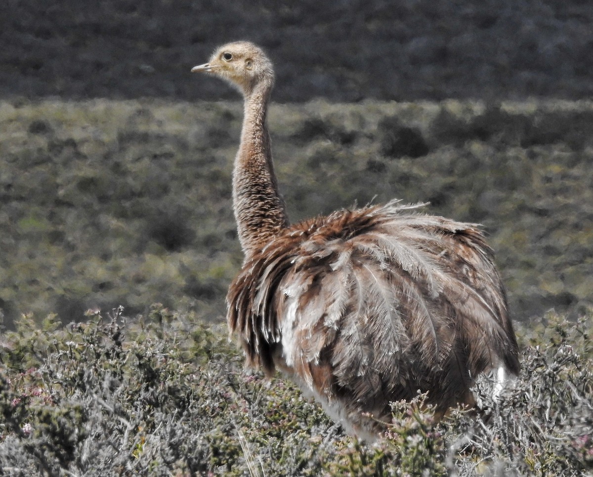 Lesser Rhea - ML627547920