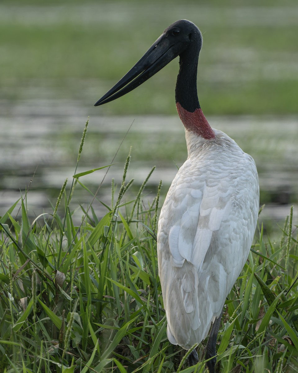 čáp jabiru - ML627547955