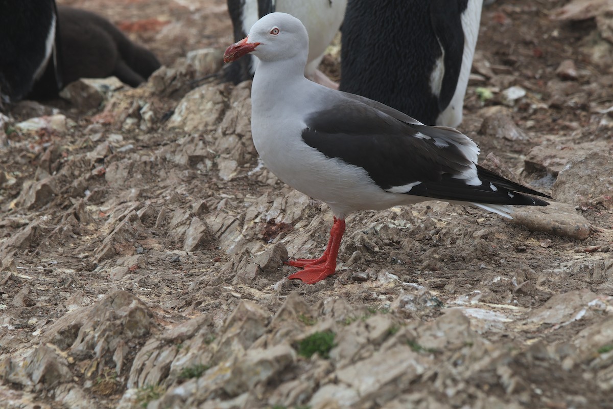 Dolphin Gull - ML627547963