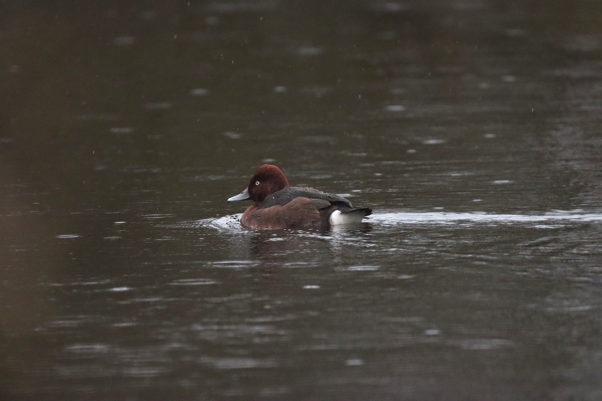 Ferruginous Duck - ML627547967