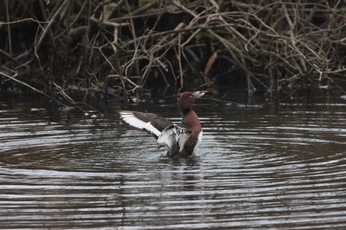Ferruginous Duck - ML627547968