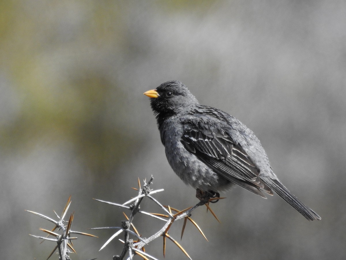 Mourning Sierra Finch - ML627548000