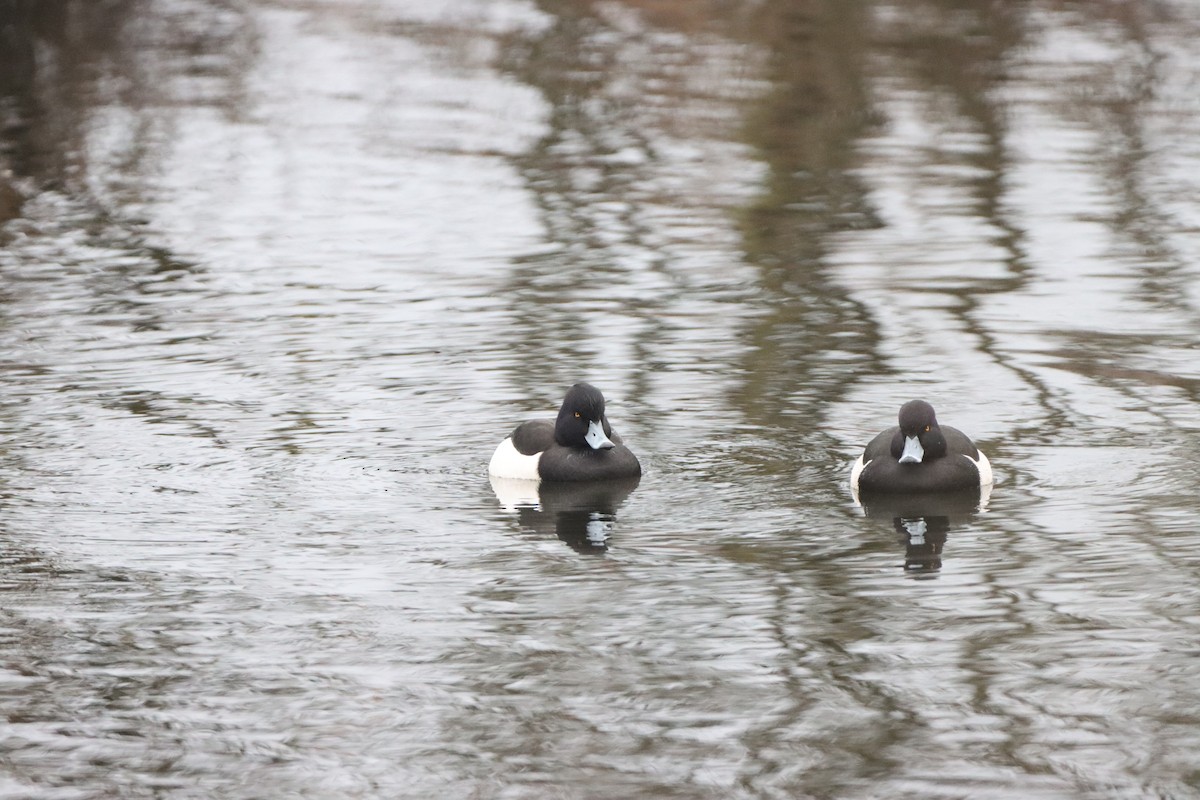 Tufted Duck - ML627548011