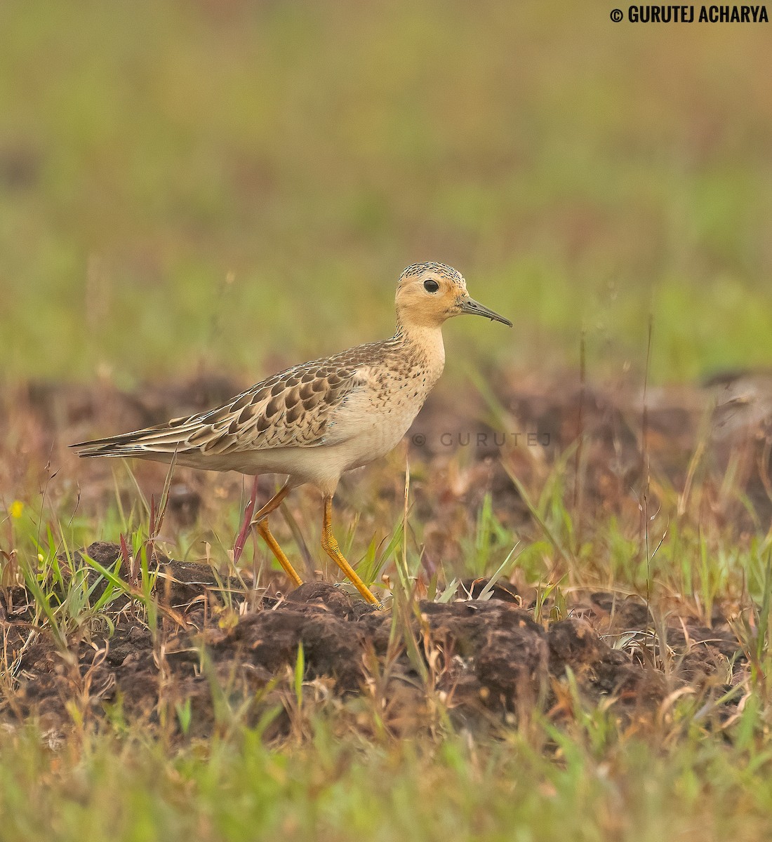 Buff-breasted Sandpiper - ML627548102