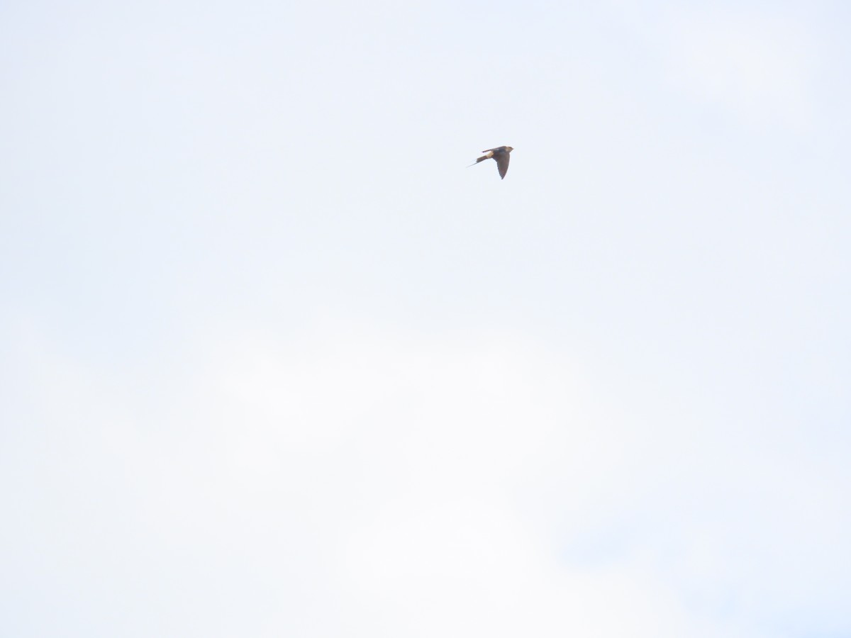 Eastern Red-rumped Swallow (Striated) - ML627548121